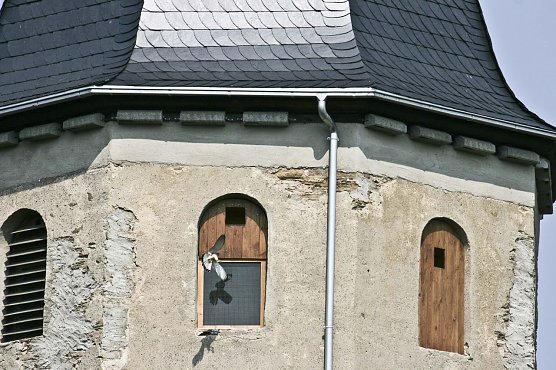 Turmfalke (Foto: Mario Scholz)