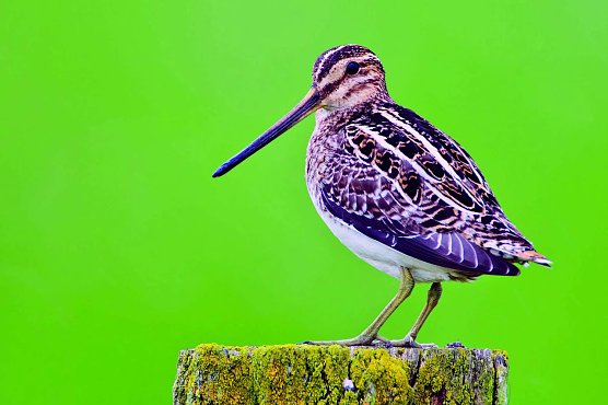 Vom Aussterben bedroht (Foto: NABU Willi Rolfes)