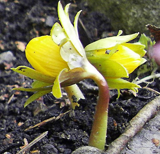 Gr&uuml;&szlig;e vom Fr&uuml;hling (Foto: Ch. Wiesemann)