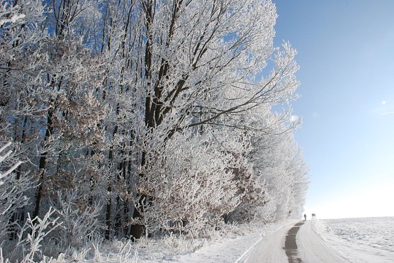 N&ouml;rdlich von Emseloh am Wald entlang: Ein Spazierg&auml;nger nutzt die herrliche Luft f&uuml;r eine Wanderung in der Natur. (Foto: Jochen Miche)