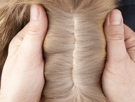 Lederprobe: Bei echtem Pelz kommt Leder zum Vorschein. (Foto: Stiftung Warentest)