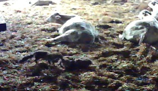 Es war ein Fuchs (Foto: privat)