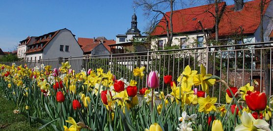 Man muss sich nicht unbedingt so tief hinunterbeugen, um den pr&auml;chtigen Blumensaum in der Hettstedter Luisenstra&szlig;e zu bewundern. Doch die Kante bildet einen sch&ouml;nen Blickfang vor Markt und Jakobikirche. (Foto: Jochen Miche)