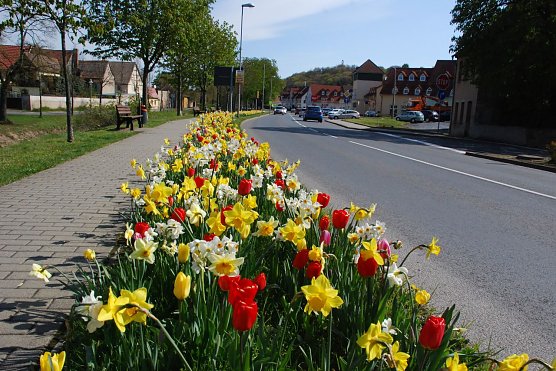 Diesen schmalen Streifen in der Luisenstra&szlig;e in Hettstedt schm&uuml;ckten vor Jahren noch hunderte Schneegl&ouml;ckchen. In diesem Jahr erstmals leuchtet es hier rot und gelb. (Foto: Jochen Miche)
