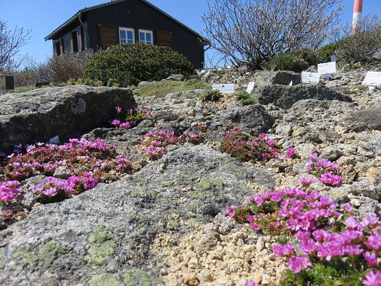 Blick in den Brockengarten (Foto: Dr. Gunter Karste)