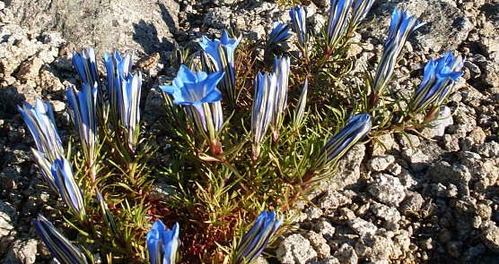 Letzte Bl&uuml;ten (Foto: G. Karste)