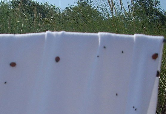 Marienk&auml;ferinvasion an K&uuml;ste (Foto: Karl-Heinz Herrmann)