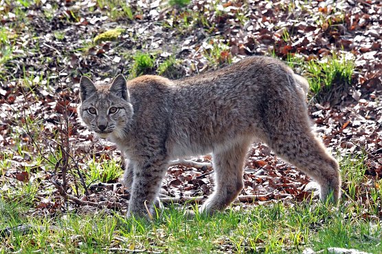 Luchs im Harz (Foto: Biosph&auml;renreservat)