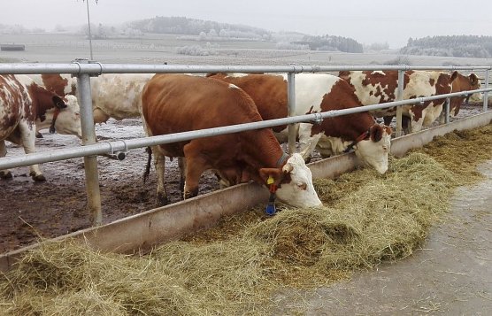 Milchk&uuml;he auf einem Laufhof (Foto: Tierschutzbund)