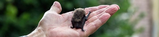 Heimliche Nachbarn (Foto: Sebastian Schuster)