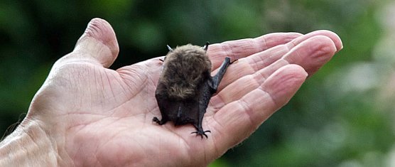 "Heimliche Nachbarn" (Foto: Sebastian Schuster)