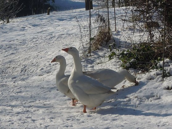 G&auml;nse  (Foto: Deutscher Tierschutzbund e.V./Kook)