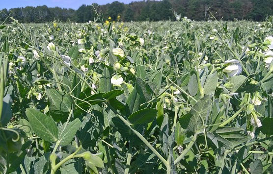 Wei&szlig;bl&uuml;hende Erbse (Foto: Irene Jacob)