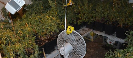 Indoorplantage ausgehoben (Foto: Polizei)