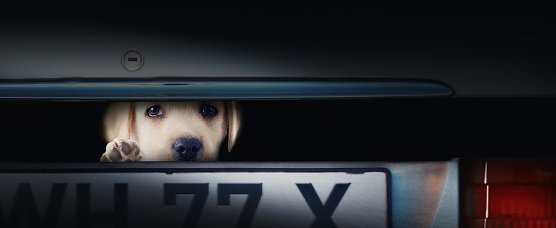 Illegalen Welpenhandel bek&auml;mpfen (Foto: Tierschutzbund Deutschland)