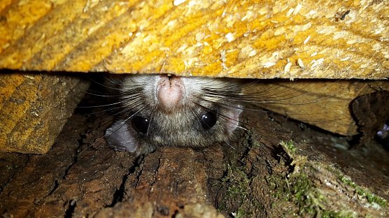 Siebenschl&auml;fer im Reservat (Foto: Biosph&auml;renreservat )