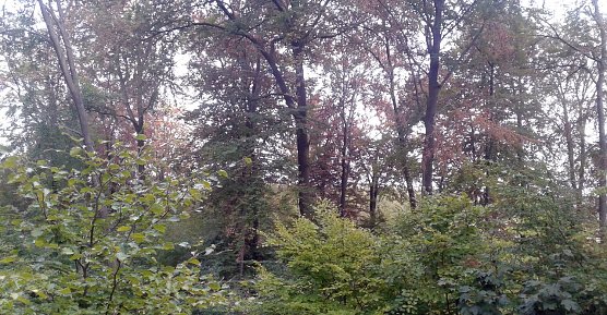 Sind umliegende W&auml;lder gesch&auml;digt? (Foto: B. Schwarzberg)