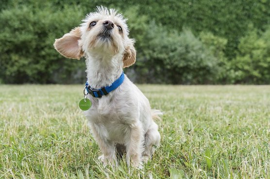 Hund mit FINDEFIX-Plakette (Foto: Tierschutzbund Deutschland)
