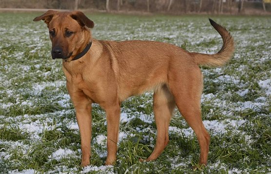 Melli (Foto: Tierheim Nordhausen)