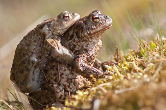 Wanderung und Paarung (Foto: Leo/fokus-natur.de)