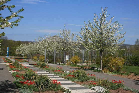 Fr&uuml;hlingserwachen im Rosarium (Foto: Rosenstadt Sangerhausen GmbH)