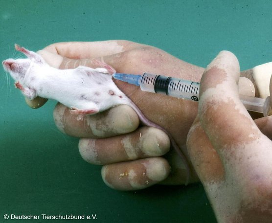 Sterben f&uuml;r Botox (Foto: Tierschutzbund Deutschland)
