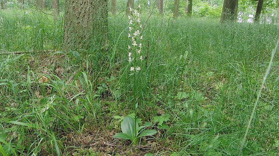 Zu den wenigen Orchideenarten, die zur Exkursion gezeigt werden konnten, geh&ouml;rte ein Exemplar der Gr&uuml;nlichen Waldhyazinthe (Platanthera chlorantha). (Foto: B. Schwarzberg)