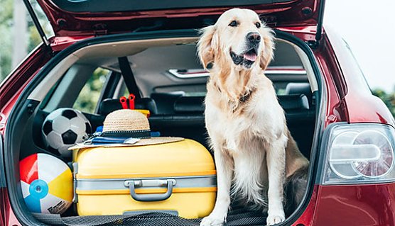 Urlaubsreise mit Haustieren (Foto: Automobilclub von Deutschland e.V.)