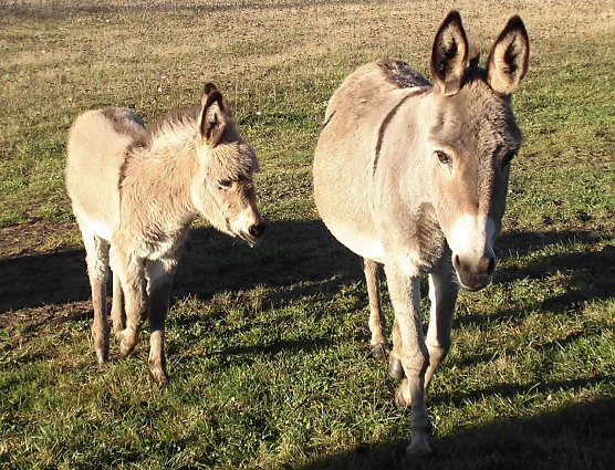 Eselei in Herreden (Foto: privat)