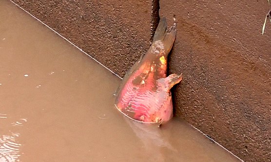 Toter Karpfen (Foto: Ulrich Reinboth)