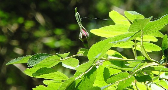 Sch&uuml;tzenswert (Foto: B. Schwarzberg)