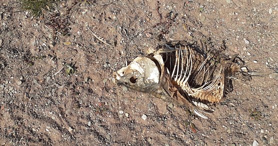 Toter Fisch (Foto: F.Gabriel)