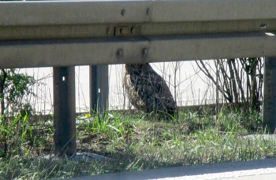 Uhu (Foto: API Thüringen) Uhu (Foto: API Thüringen)