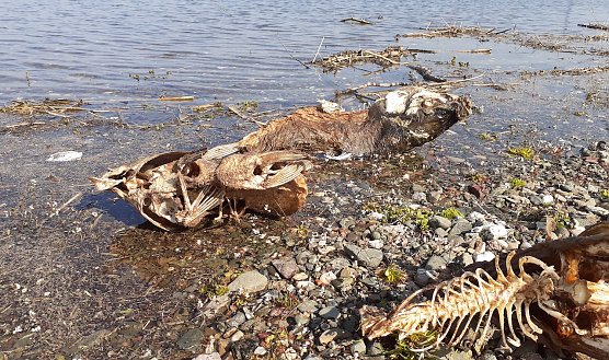 Tote Karpfen am Stausee Kelbra im April (Foto: F.Gabriel) Tote Karpfen am Stausee Kelbra im April (Foto: F.Gabriel)