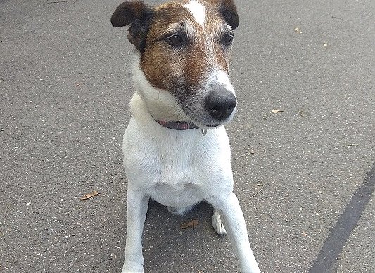Lucky lässt sich nichT austricksen (Foto: HZA Erfurt) Lucky lässt sich nichT austricksen (Foto: HZA Erfurt)