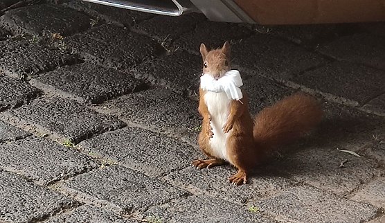 Beispielhaft vorbildlich angelegter Mund-u. Nasenschutz (Foto: P.Blei)