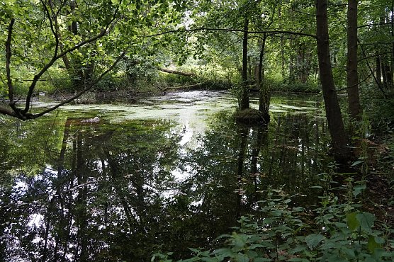 Tanzteich am M&uuml;hlberg (Foto: BUND)