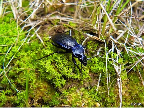 Rundwanderung  (Foto: Biosph&auml;renreservat Karstlandschaft )