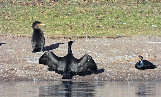 Ausfl&uuml;ge am Kiesschacht (Foto: P.Blei)