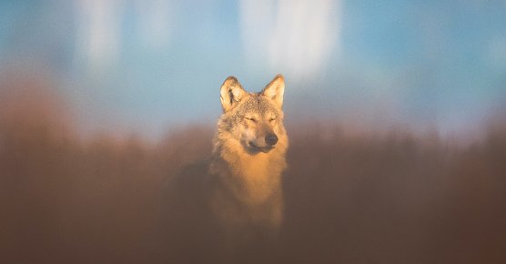 Junger Wolf in Gorischheide geniesst w&auml;rmende Herbstsonne (Foto: Heiko Anders)