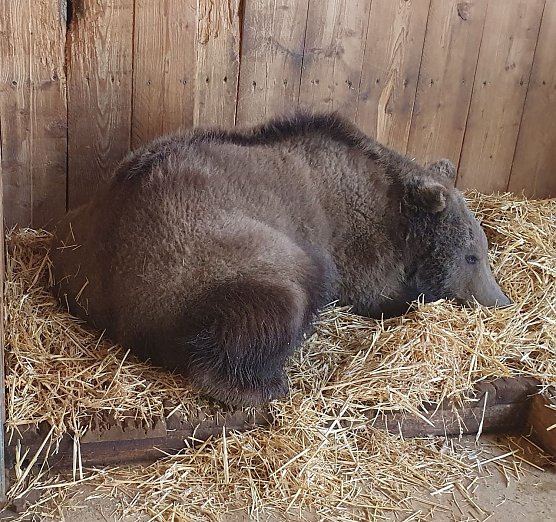 Neuzugang am Hexentanzplatz: ein zwei Jahre alter Jungb&auml;r (Foto: Ronny Gro&szlig;e)