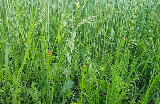 Bildunterschrift (Bild 1): Zwei Rarit&auml;ten am Ackerrand: Ein Exemplar Acker-Kohl (Conringia orientalis, wei&szlig;bl&uuml;hend) und Sommer-Adonisr&ouml;schen (Adonis aestivalis, rote Knospe). (Foto: B.Schwarzberg)