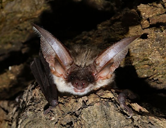 Graues Langohr Plecotus austriacus  (Foto: Biosph&auml;renreservat Karstlandschaft S&uuml;dharz )