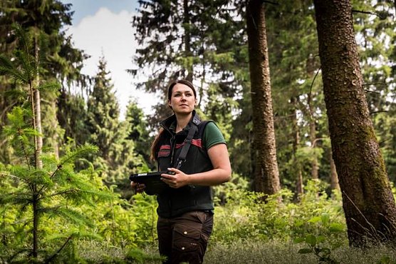 Eine Generation junger Forstleute sorgt f&uuml;r neue, klimaangepasste W&auml;lder im Harz. F&ouml;rsterin Victoria Witt begutachtet junge Douglasien und Erlen unter alten Fichten im Forstamt Clausthal (Foto:  Pressestelle Landesforsten)