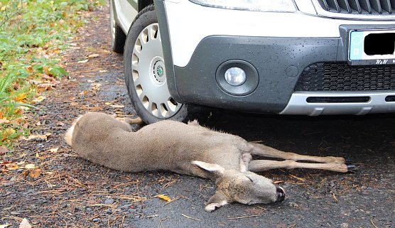 Die amtliche Wildunfallstatistik erfasst kaum die Kollisionen mit kleinerem Wild wie Hase, Fuchs oder Waschb&auml;r. Ursache: Es entsteht oft kein Versicherungsschaden am PKW   (Foto: Th&uuml;ringenForst)