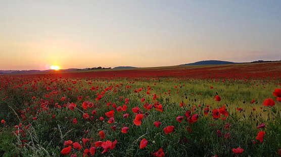Mohnfeld bei Rottleberode (Foto: Biosph&auml;renreservates Karstlandschaft S&uuml;dharz)