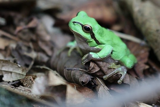 Wenn der Winter Einzug h&auml;lt, f&auml;llt der heimische Laubfrosch in eine K&auml;ltestarre. (Foto: Aquazoo L&ouml;bbecke Museum)