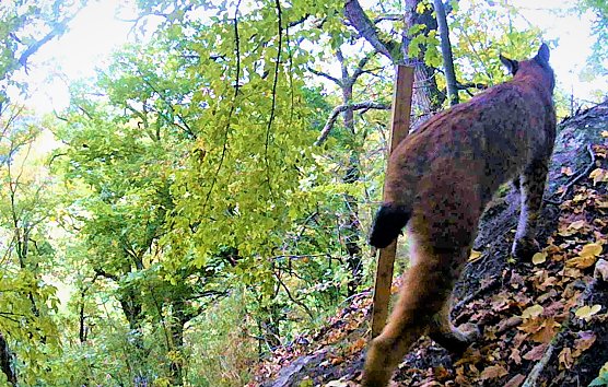 Luchs bei Norhausen im Videostandbild (Foto: Maik Engelhardt)