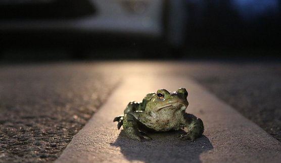 Achtung Kr&ouml;tenwanderung: Wer mit dem Auto unterwegs ist, sollte runter vom Gas und aufmerksam fahren, um die Amphibien nicht zu gef&auml;hrden. (Foto: Aquazoo L&ouml;bbecke Museum)