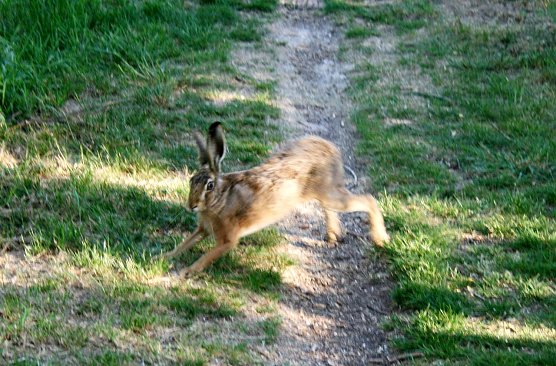 Meister Lampe  (Foto: U. Reinboth )